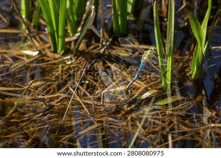 dragonflies mating in a pond