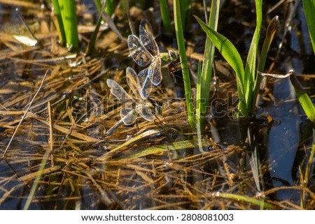 dragonflies mating in a pond