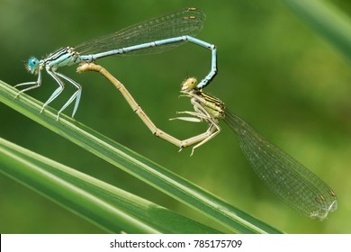 Dragonflies mating,  mating wheel, dragonfly heart, macro