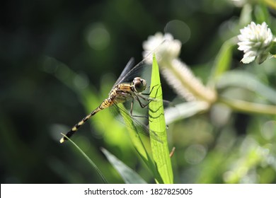 Apex Predator の画像 写真素材 ベクター画像 Shutterstock