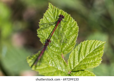 dragonflies on leaf