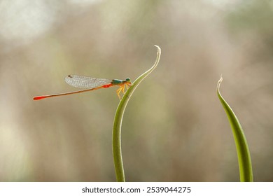 Dragonflies are one type of insect that is often found in the bushes around us, especially near watery areas. Dragonflies are also animals that can detect good or bad water in the area. - Powered by Shutterstock