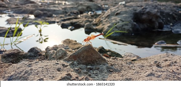 Dragonflies Perched On The Rocks Of The Bengawan Solo River.