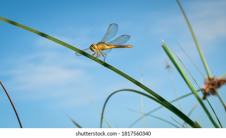 Dragonflies perching on leaves. dragonfly in nature. Dragonflies in natural habitats. Beautiful natural scenery with dragonflies.