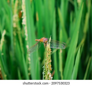 
Dragonflies perching on leaves. dragonfly in nature. Dragonflies in natural habitats. Beautiful natural scenery with dragonflies.