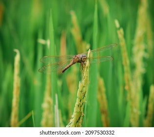 
Dragonflies perching on leaves. dragonfly in nature. Dragonflies in natural habitats. Beautiful natural scenery with dragonflies.