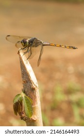 Dragonflies or sibar-sibar are a group of insects belonging to the Odonata nation. Both types of insects are rarely far from the water, where they lay their eggs and spend their pre-adult life