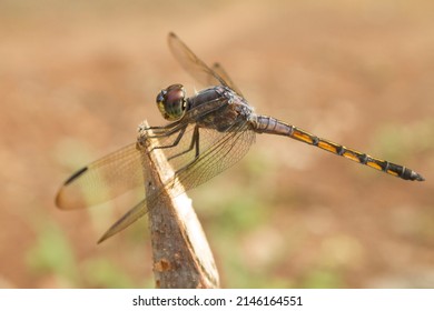 Dragonflies or sibar-sibar are a group of insects belonging to the Odonata nation. Both types of insects are rarely far from the water, where they lay their eggs and spend their pre-adult life