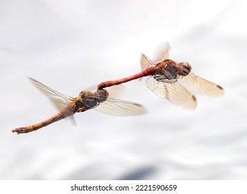 Dragonflies Stuck Together Mating Over Water