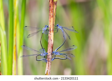 Dragonflies symmetrically mated on bulrushes, females laying eggs in the stem