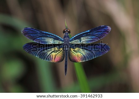 Dragonflies of Thailand. Beautiful wing of dragonfly.