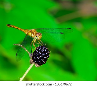 Dragonfly