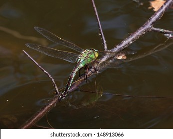 dragonfly 