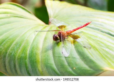 Dragonfly