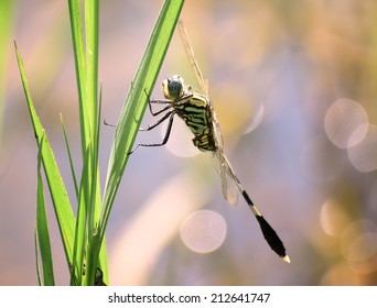 Dragonfly