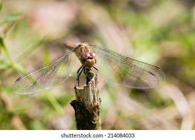 Dragonfly