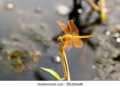 Dragonfly