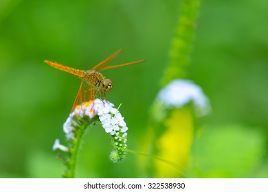  dragonfly 
