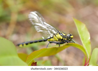 Dragonfly