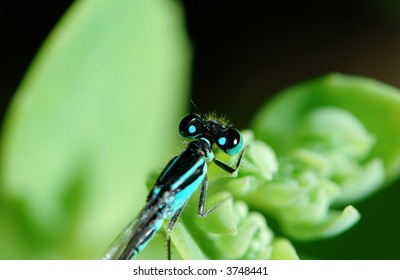 dragonfly