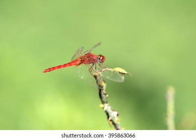 Dragonfly