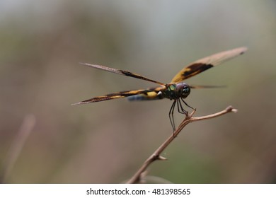 dragonfly