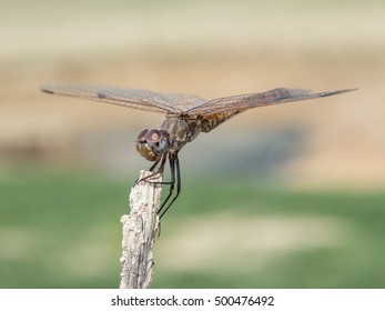 Dragon-fly