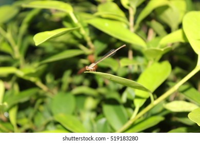 dragonfly