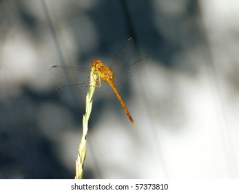  Dragonfly