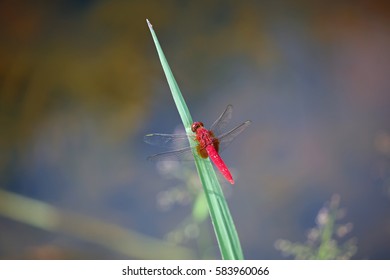 Dragonfly