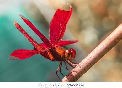 Dragonfly