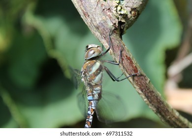 dragonfly
