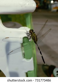 dragonfly
