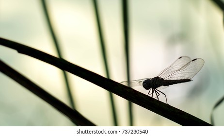 Dragonfly