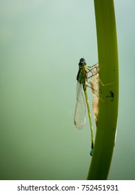 dragonfly 
