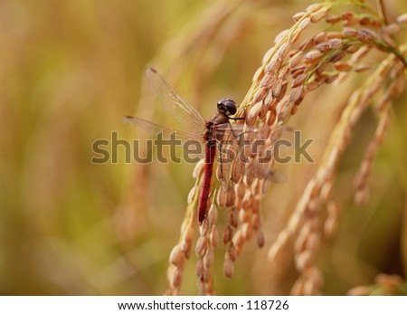 Dragonfly
