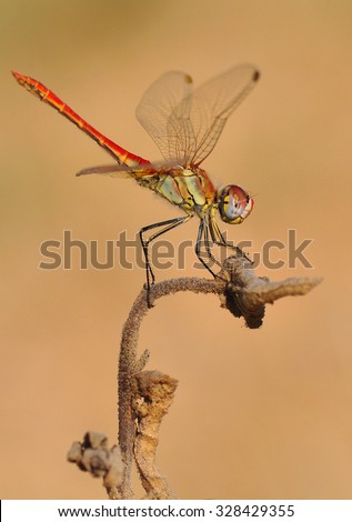 Dragonfly