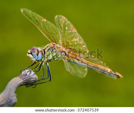 dragonfly