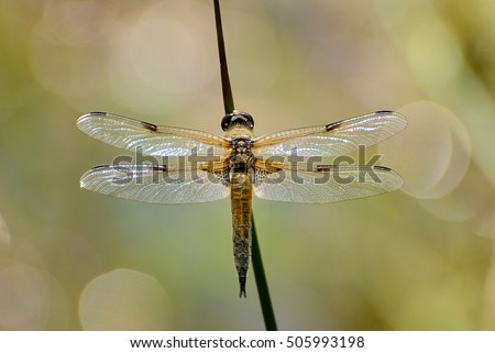 Dragonfly  
