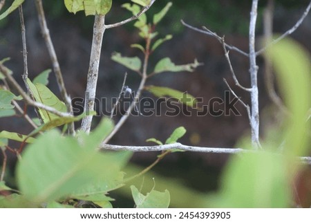 Dragonfly. Abstract and magical image of dragonfly silhouette and Firefly flying in the night forest. Fairy tale concept