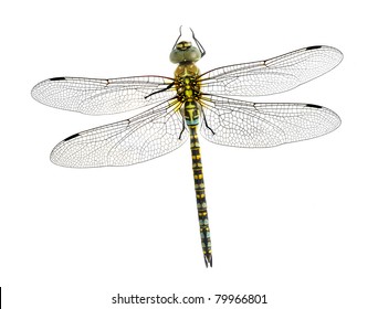 Dragonfly Illustration Engraving Drawing Ink Vector Stock Vector ...