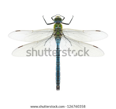 Dragonfly Anax imperator (male) Blue Emperor on a white background