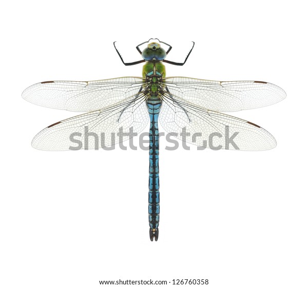 Details about   British Dragonfly Anax Imperator 11x14 Unframed Art Print Makes a Great Gift 