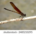 dragonfly, animal, fly, nature, closeup, insect, fauna, beauty, background, blue, green, colors, abstract, sitting, wild, wings, dragonflies, red dragonfly, environment, outdoor, leaf, countryside, 