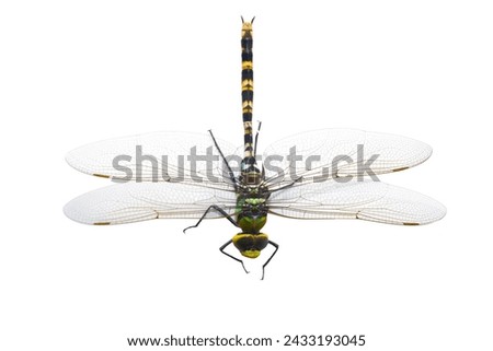 Similar – the queen dragonfly.