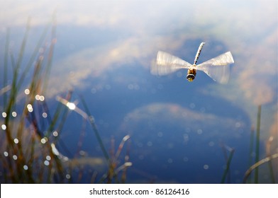 Dragonfly Approaching Over Water