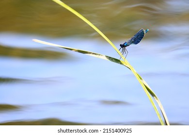dragonfly arrow blue by the water