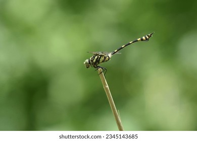 Dragonfly is basking on the sun during midday Dragonfly PNG  Big Dragonfly 