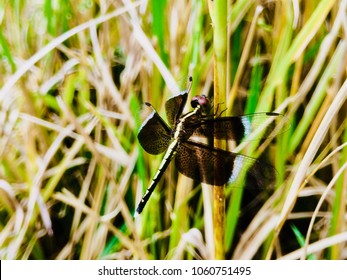 Dragonfly Bath Koora Stock Photo Edit Now 1060751495