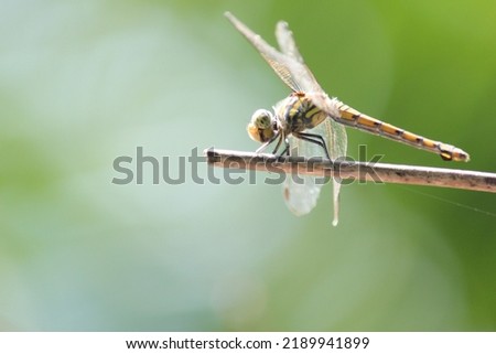 dragonfly Beautiful with flying wings. Small insects that can be counted as super beautiful over a wide area.
